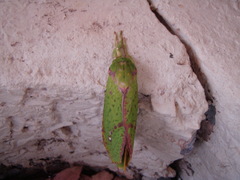 Aenetus eximia