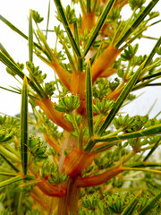 Aciphylla colensoi