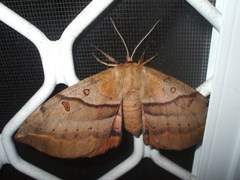 Chelepteryx chalepteryx