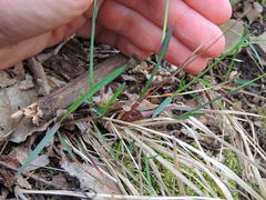 Poa cuspidata