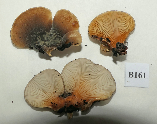 Hohenbuehelia nothofaginea image