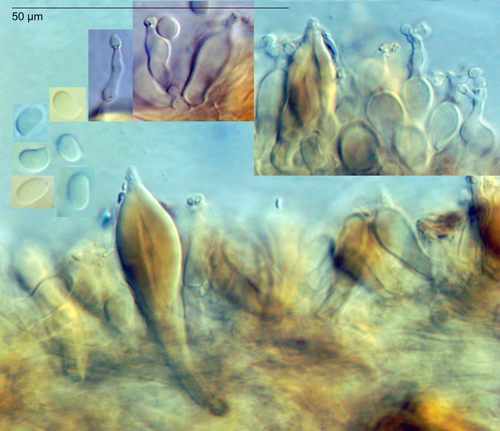 Hohenbuehelia nothofaginea image