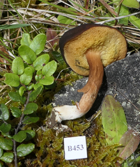 Xerocomus squamulosus