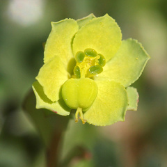 Helioscopia