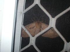 Chelepteryx chalepteryx