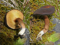 Xerocomus squamulosus