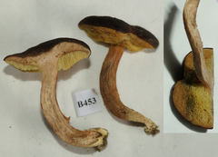 Xerocomus squamulosus