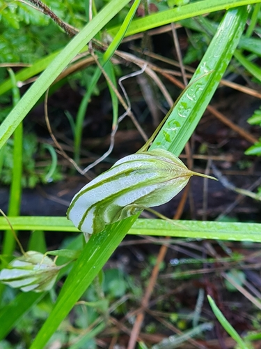 Image of Pterostylis robusta by (c) Heath Hunter, some rights reserved (CC BY)