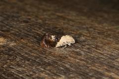 Hypertropha chlaenota