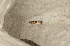 Stathmopoda megathyma