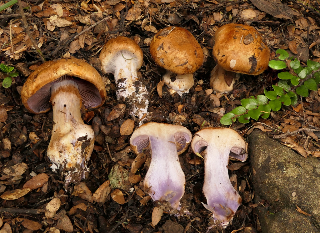 Phlegmacium tinlineicum