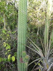 Cephalocereus nudus