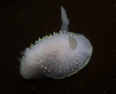 Acanthodoris hudsoni