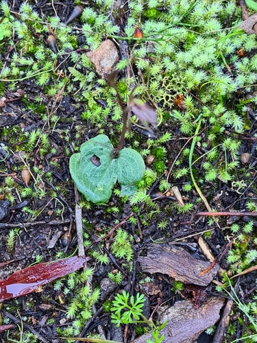 Image of Cyrtostylis reniformis by (c) Heath Hunter, some rights reserved (CC BY)