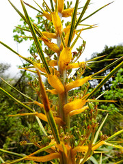 Aciphylla colensoi