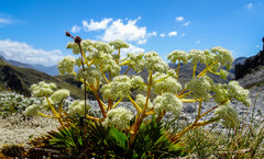 Aciphylla similis