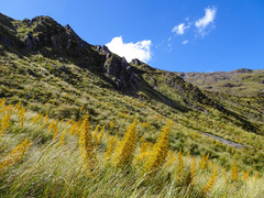 Aciphylla colensoi