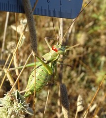 Ephippiger discoidalis