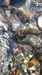 Ophiocoma scolopendrina