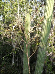 Cephalocereus nudus