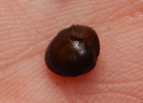 Arctic Fingernailclam