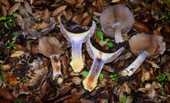 Cortinarius glaucopus
