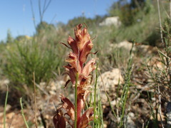 Orobanche alba