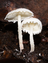 Cystolepiota seminuda