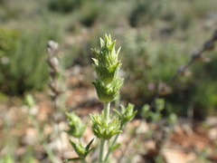 Sideritis