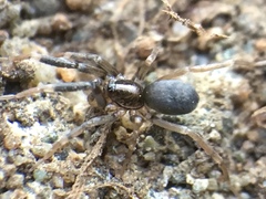 Phrurotimpus borealis