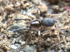 Phrurotimpus borealis