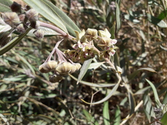 Gomphocarpus sinaicus