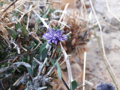 Globularia arabica