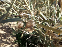 Gomphocarpus sinaicus