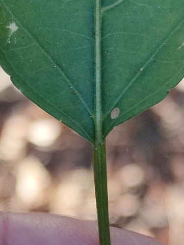 Image of Claoxylon tenerifolium by (c) Tony van Kampen, some rights reserved (CC BY)