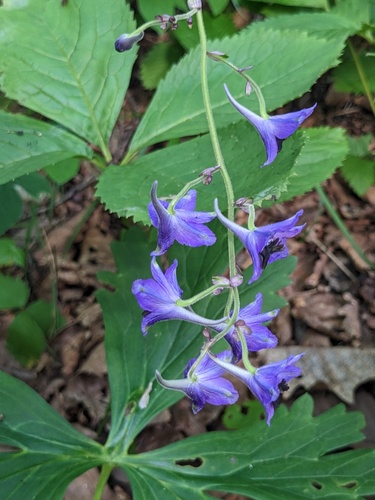 Delphinium maackianum, photograph 5