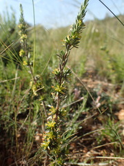 Thymelaea