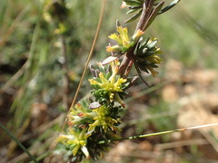 Thymelaea