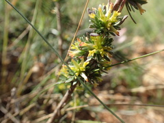Thymelaea