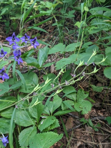 Delphinium maackianum, photograph 4