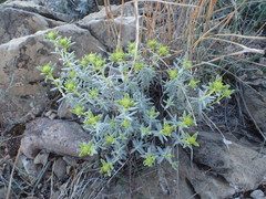 Teucrium ronnigeri