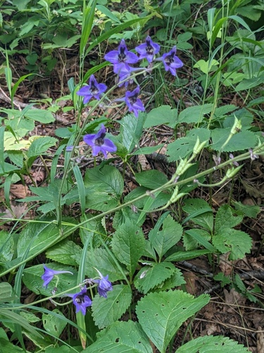 Delphinium maackianum, photograph 6