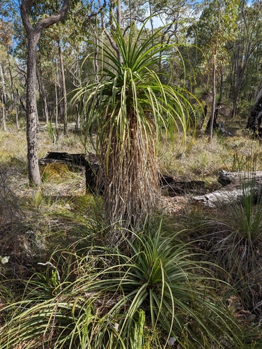 Image of Dasypogon hookeri by (c) David Thompson, some rights reserved (CC BY)