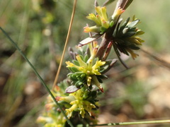 Thymelaea