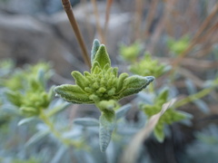 Teucrium ronnigeri