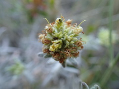 Teucrium ronnigeri