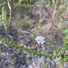Epacris pulchella