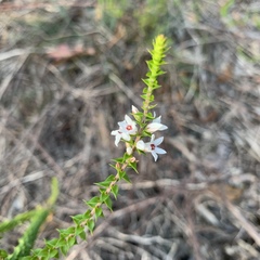 Epacris pulchella