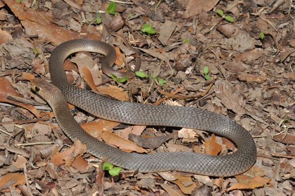 cobra marrom oriental