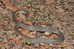 Eastern Brown Snake photo 2